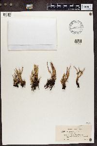 Cladonia gracilis f. elongata image