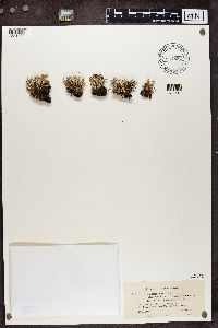 Cladonia phyllophora image