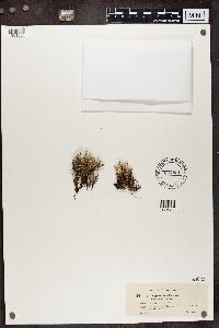 Cladonia phyllophora image