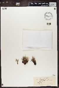 Cladonia squamosa image