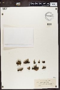 thumbnail image of current specimen