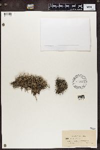 Cladina arbuscula subsp. mitis image