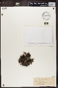 Cladina arbuscula subsp. mitis image