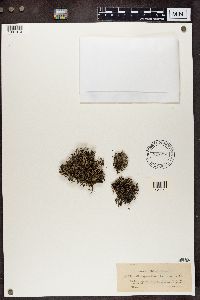 Cladonia portentosa image