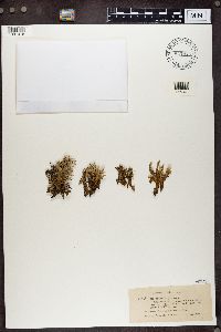 Cladonia uncialis image