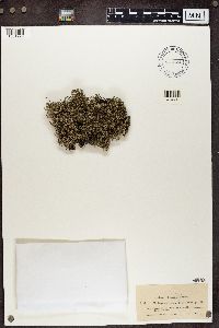 Cladonia portentosa image