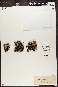 Cladonia portentosa image