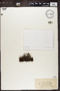 Cladonia squamosa image