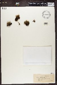 Cladonia ramulosa image