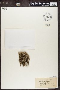 Cladonia crispata var. crispata image