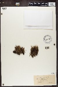 Cladonia crispata var. crispata image