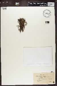 Cladonia crispata var. crispata image