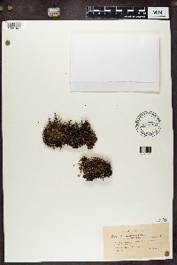 Cladonia crispata var. crispata image