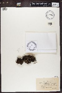 Cladonia crispata image