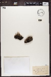 Cladonia glauca image