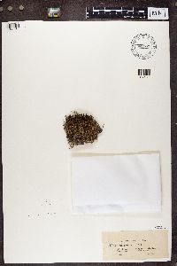 Cladonia gracilis image