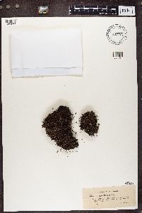 Cladonia gracilis image