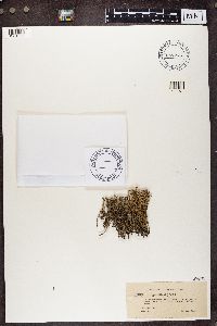 Cladonia gracilis image