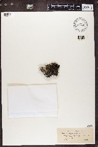 Cladonia phyllophora image