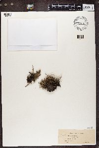 Cladonia phyllophora image