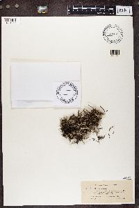 Cladonia phyllophora image