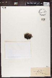 Cladonia phyllophora image