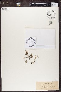 Cladonia verticillata image