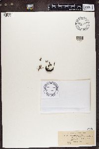 Cladonia verticillata image