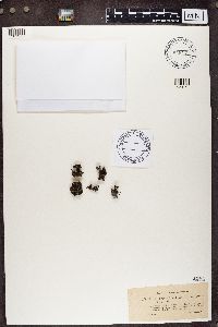 Cladonia brevis image