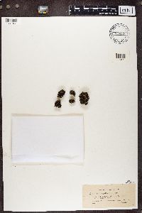 Cladonia strepsilis image