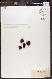 Pycnothelia papillaria image