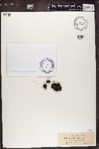 Pycnothelia papillaria image