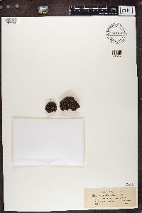 Pycnothelia papillaria image