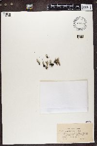 Cladonia pleurota image