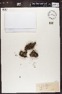 Cladonia chlorophaea image