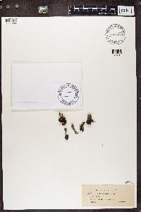 thumbnail image of current specimen
