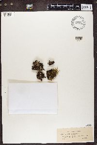 Cladonia chlorophaea image