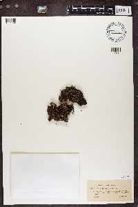 thumbnail image of current specimen