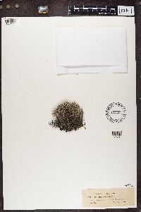 Cladonia rangiferina image