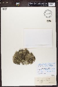 Cladina arbuscula subsp. mitis image