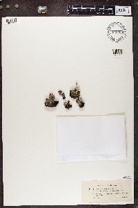 Cladonia cristatella image