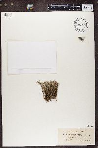 Cladonia crispata image