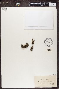 Cladonia pyxidata image
