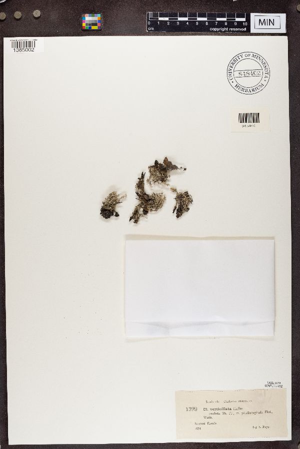 Cladonia verticillata image