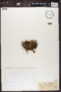 Cladonia furcata image