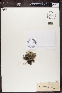 Cladonia rangiferina image