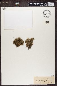 Cladonia uncialis image