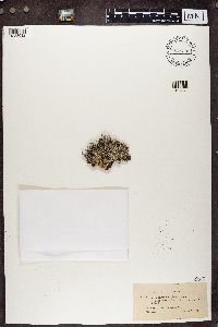 Cladonia squamosa image