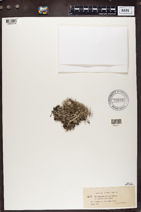 Cladonia furcata f. foliolosa image