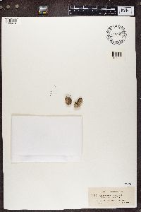 Cladonia squamosa image